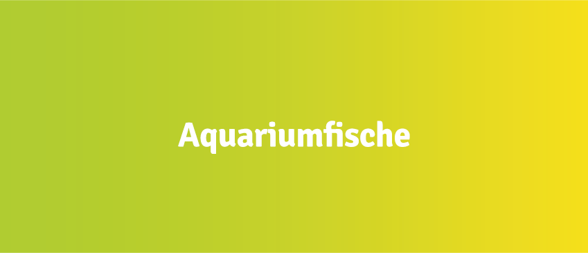 Kacheln_Aquariumfische