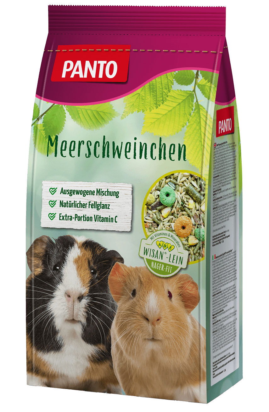 Meerschweinchen